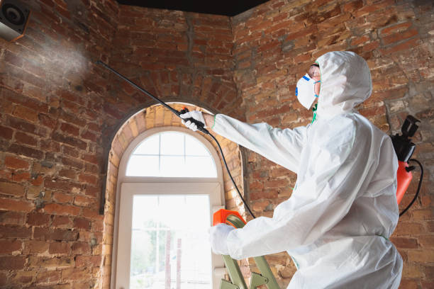 Best Attic Mold Removal in USA